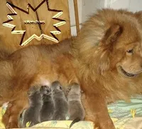 AKC blue brindle, a female Chow Chow for sale in South Dakota, SD – 3 of 8