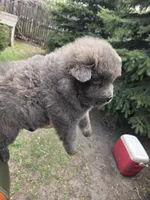 AKC blue brindle, a female Chow Chow for sale in South Dakota, SD – 8 of 8