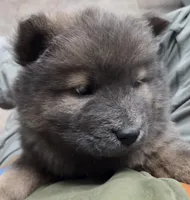 AKC blue brindle, a female Chow Chow for sale in South Dakota, SD – 4 of 8