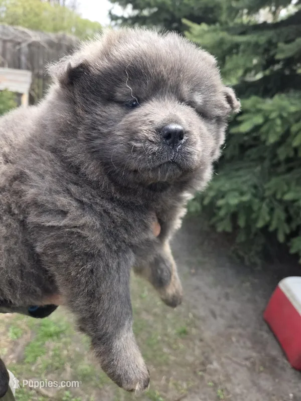 AKC blue brindle – Chow Chow puppy for sale in South Dakota, SD