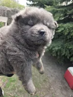 AKC blue brindle, a female Chow Chow for sale in South Dakota, SD – 1 of 8