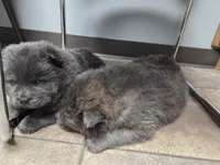 AKC blue brindle, a female Chow Chow for sale in South Dakota, SD – 6 of 8