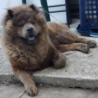 AKC blue brindle, a female Chow Chow for sale in South Dakota, SD – 5 of 8