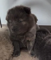 AKC blue brindle, a female Chow Chow for sale in South Dakota, SD – 2 of 8