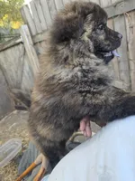 Brindle, a male Chow Chow for sale in South Dakota, SD – 4 of 4