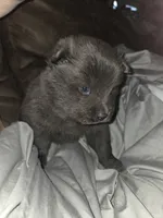 Blue, a male Chow Chow for sale in South Dakota, SD – 3 of 3