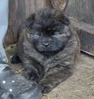 Brindle, a male Chow Chow for sale in South Dakota, SD – 3 of 3