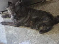 Brindle 2, a female Chow Chow for sale in South Dakota, SD – 3 of 4