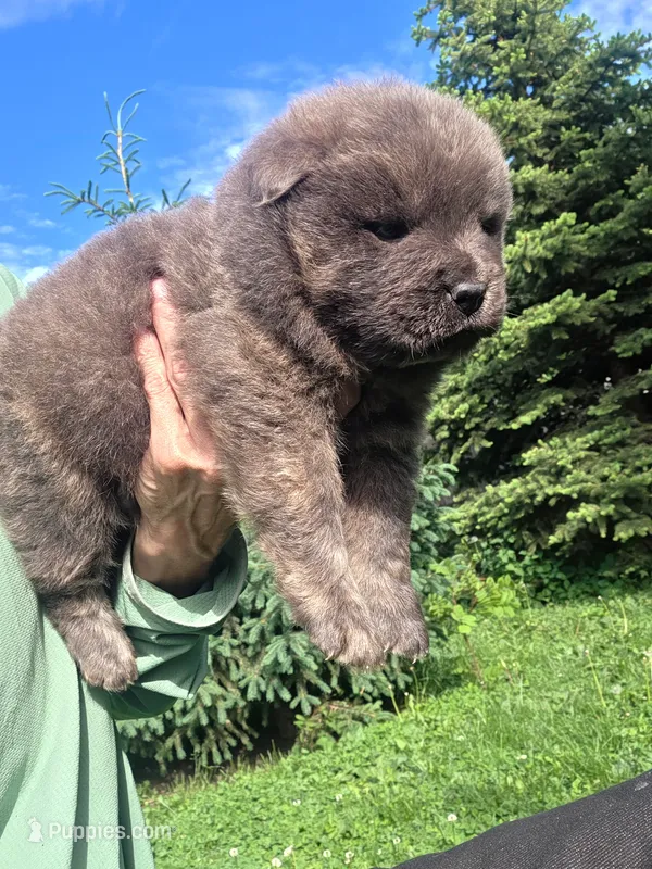 Cinnamon – Chow Chow puppy for sale in South Dakota, SD