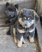 Blue n tan, a female Chow Chow for sale in South Dakota, SD – 2 of 6