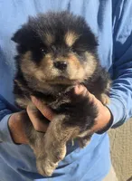 Multi black, a male Chow Chow for sale in South Dakota, SD – 2 of 7