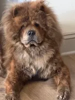 Blue brindle, a male Chow Chow for sale in South Dakota, SD – 4 of 4