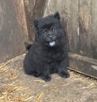 Blacky, a female Chow Chow for sale in South Dakota, SD – 2 of 4