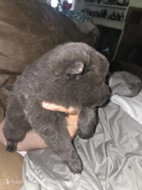Blue – Chow Chow puppy for sale in South Dakota, SD