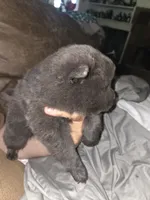 Blue, a male Chow Chow for sale in South Dakota, SD – 1 of 3