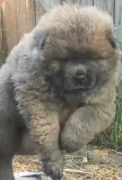 Brownish , a female Chow Chow for sale in South Dakota, SD – 4 of 6
