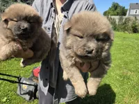 Cinnamon, a male Chow Chow for sale in South Dakota, SD – 8 of 10