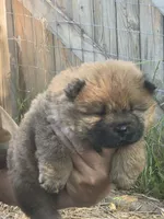 Red, a female Chow Chow for sale in South Dakota, SD – 4 of 5