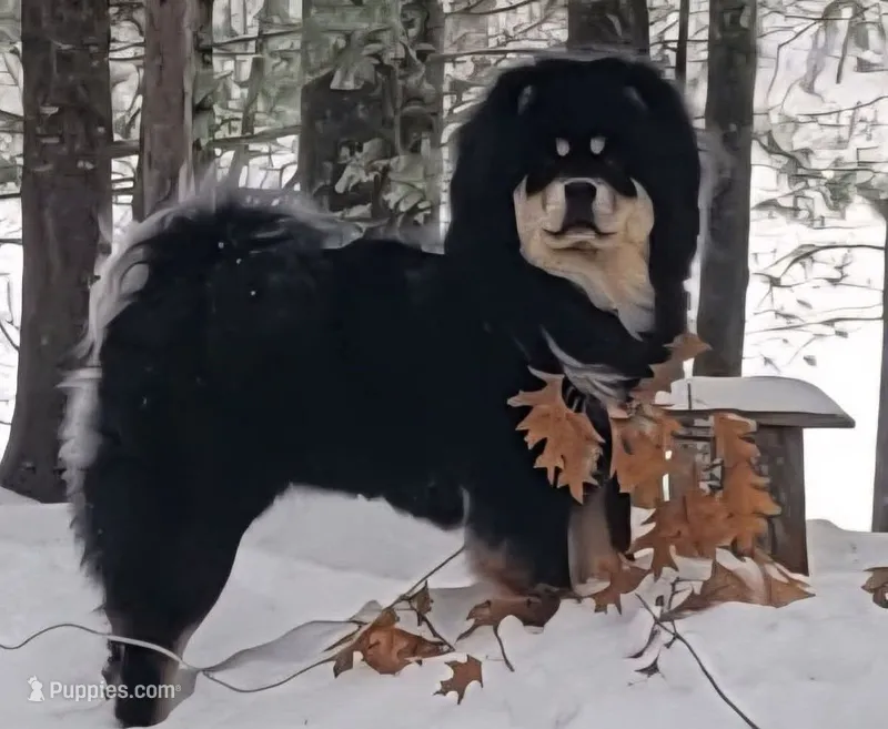 Multi black – Chow Chow puppy for sale in South Dakota, SD