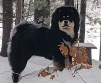 Multi black, a male Chow Chow for sale in South Dakota, SD – 5 of 7