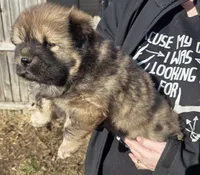 Redd, a female Chow Chow for sale in South Dakota, SD – Photo 1 of 2