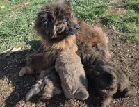 Redd, a female Chow Chow for sale in South Dakota, SD – Photo 2 of 2