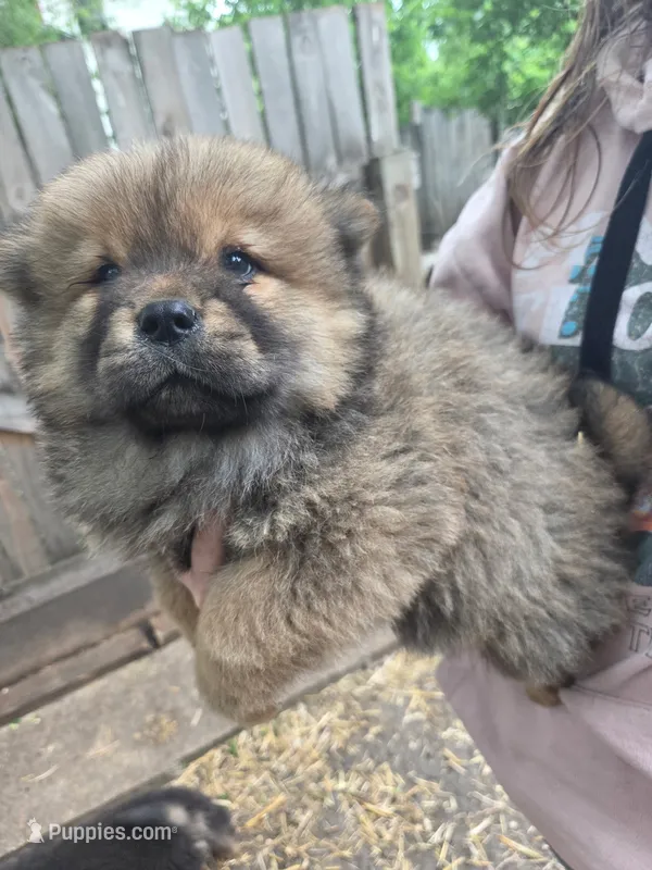 Awesome  – Chow Chow puppy for sale in South Dakota, SD