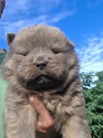 Cinnamon, a male Chow Chow for sale in South Dakota, SD – 4 of 10