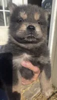 Multi blue, a male Chow Chow for sale in South Dakota, SD – 4 of 6