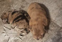 Merle males, a female Chow Chow for sale in South Dakota, SD – Photo 4 of 5