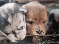 Merle males, a female Chow Chow for sale in South Dakota, SD – Photo 2 of 5