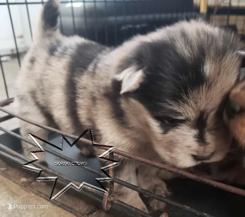 Merle males, a female Chow Chow for sale in South Dakota, SD – Photo 1 of 5