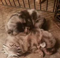 Merle males, a female Chow Chow for sale in South Dakota, SD – Photo 3 of 5