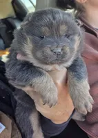 Blue n tan, a female Chow Chow for sale in South Dakota, SD – 4 of 6