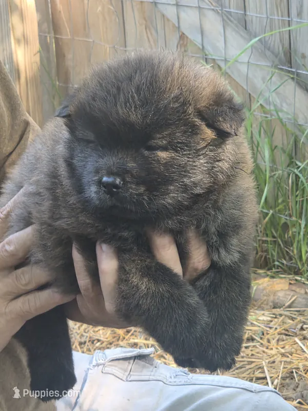 Brindle – Chow Chow puppy for sale in South Dakota, SD