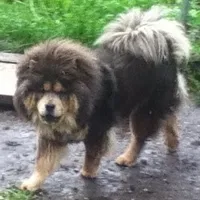 Blue n tan, a female Chow Chow for sale in South Dakota, SD – 6 of 6