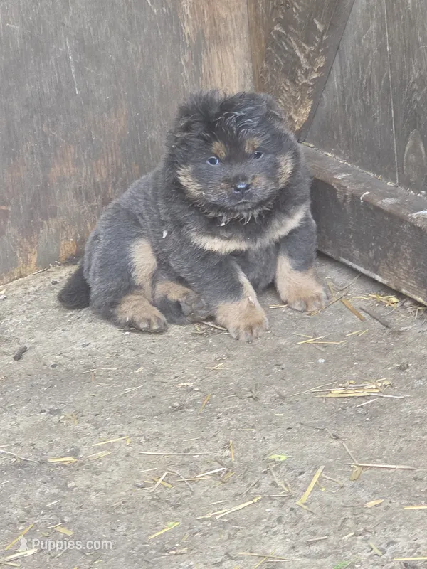 Blue n tan – Chow Chow puppy for sale in South Dakota, SD