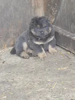Blue n tan, a female Chow Chow for sale in South Dakota, SD – 3 of 6