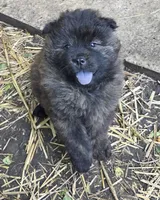 Brindle 2, a female Chow Chow for sale in South Dakota, SD – 4 of 4