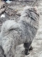 Cinnamon, a male Chow Chow for sale in South Dakota, SD – 6 of 10