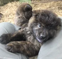 Brindle, a male Chow Chow for sale in South Dakota, SD – 3 of 4