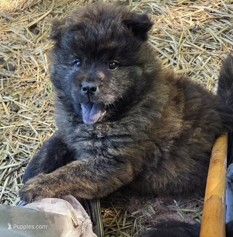 Brindle 2 – Chow Chow puppy for sale in South Dakota, SD