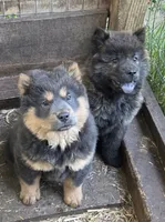 Brindle 2, a male Chow Chow for sale in South Dakota, SD – 2 of 5