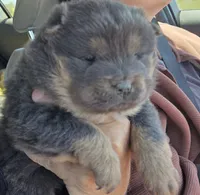 Blue n tan, a female Chow Chow for sale in South Dakota, SD – 2 of 6