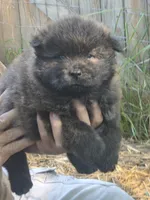 Brindle, a male Chow Chow for sale in South Dakota, SD – 2 of 3