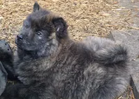 Brindle 2, a male Chow Chow for sale in South Dakota, SD – 3 of 5