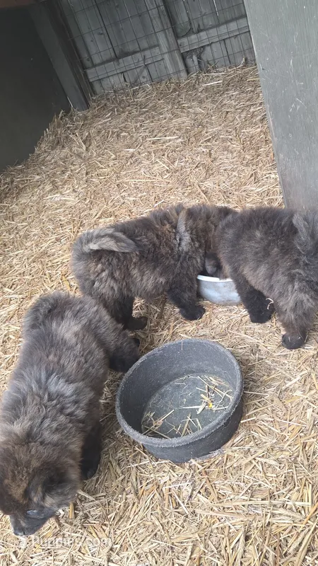 Brindle – Chow Chow puppy for sale in South Dakota, SD