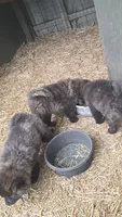 Brindle, a male Chow Chow for sale in South Dakota, SD – 1 of 4