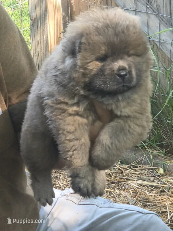 Brownish  – Chow Chow puppy for sale in South Dakota, SD