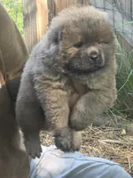 Brownish , a female Chow Chow for sale in South Dakota, SD – 1 of 6